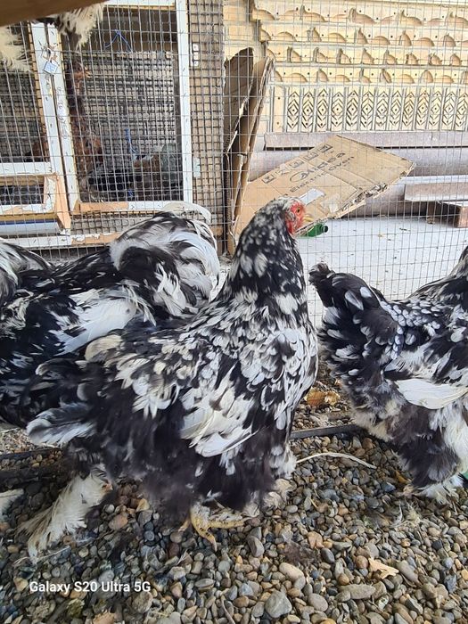 Brama tovuqlari sotiladi