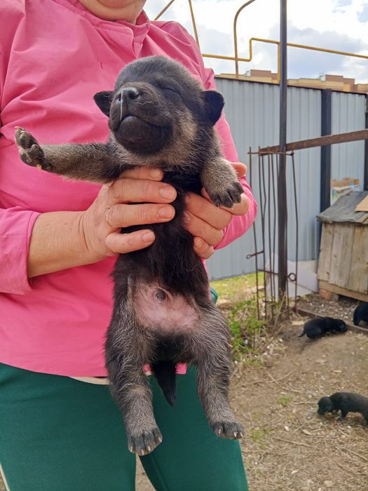 Отдам щенят в добрые руки