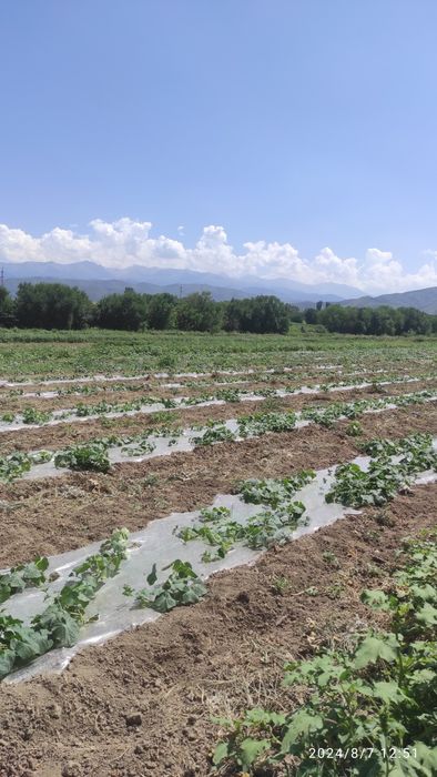 Участок КХ  70 соток