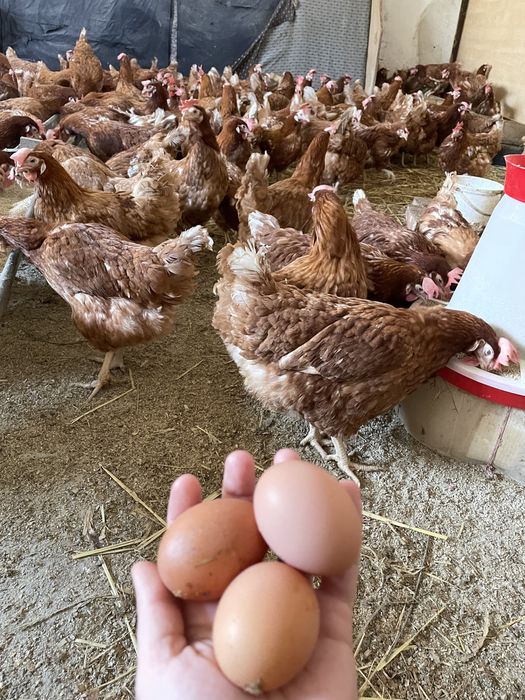 Gaini rosii ouatoare Isa Brown, Cotnari!