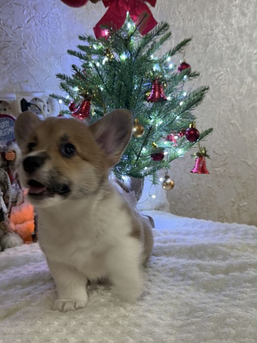 Корги, Вельш корги пемброк