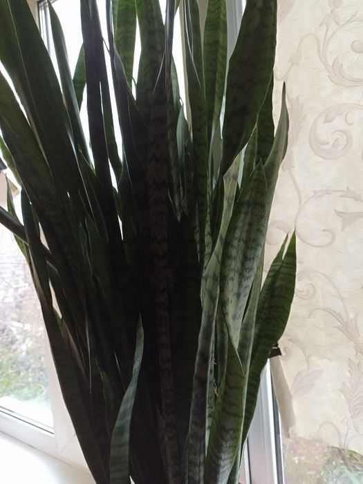 Сасевиерия продам