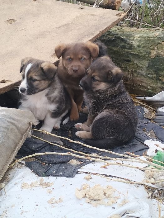 Отдам щенков в хорошие руки