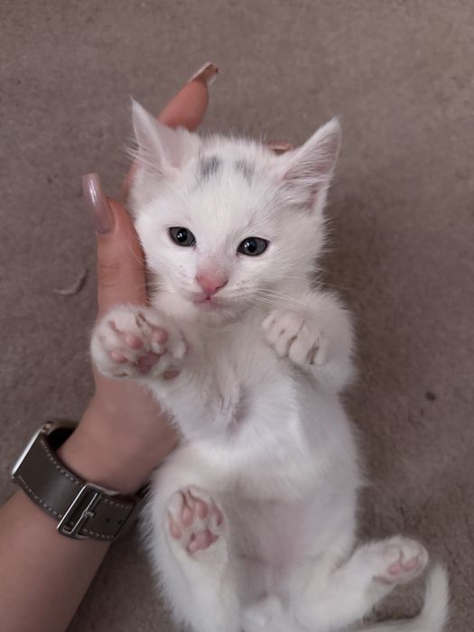 Отдам котят в заботливые и любящие руки