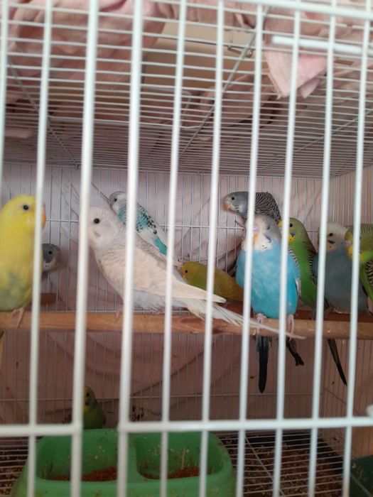 Продам попугай молодые волнистые