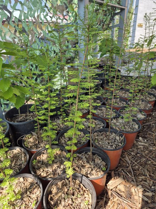 Кипарис болотный