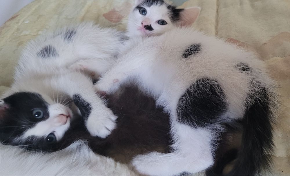 Подарявам котенца