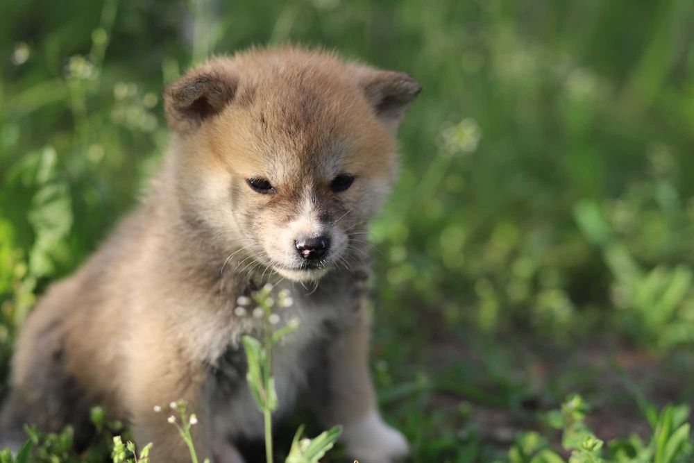 Pui Akita Inu femela