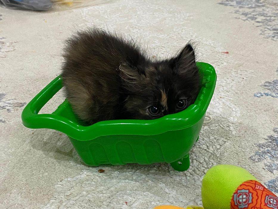 отдам котенка в добрые руки