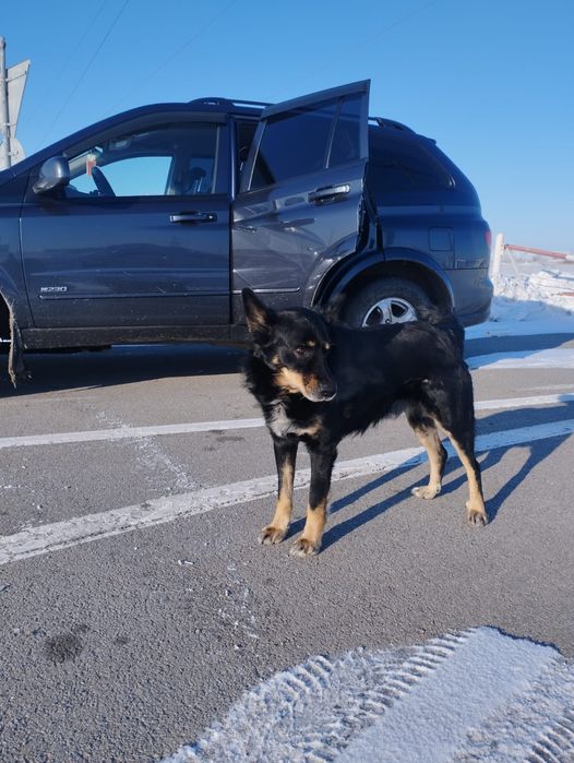 Пропала пёс  может кто видел соощите