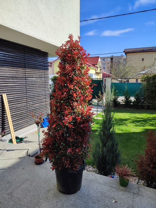 Photinia crescuta pe ghiveci