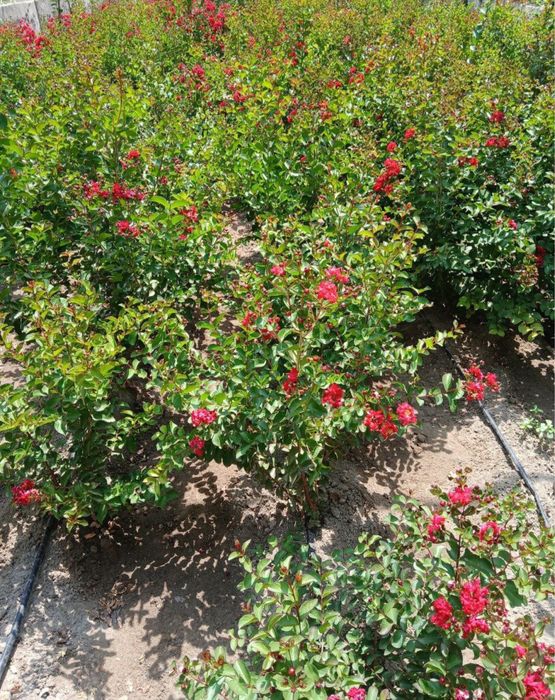 Siren Indiyski DINAMIT