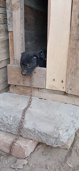 Питбуль чистокровный