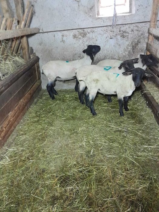 Berbecuti suffolk disponibili