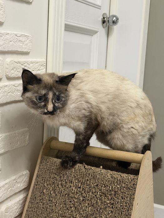 Кошка Мишель ищет свою семью.