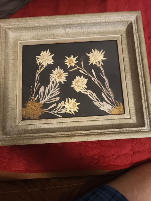 Рамка с хербарии еделвайс