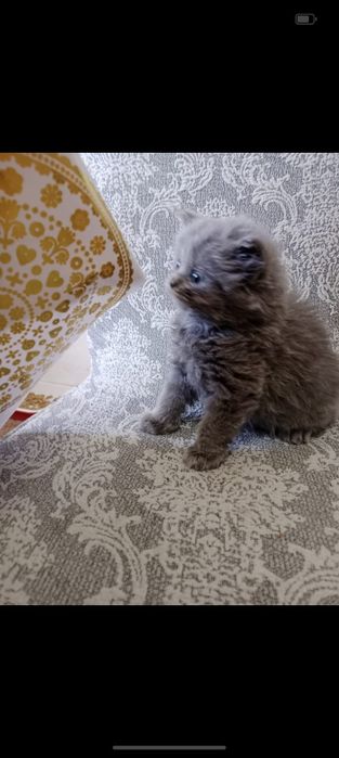 Котенок британец