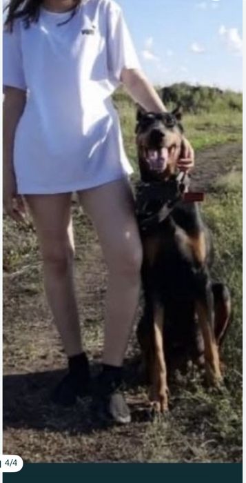 Дресировка собак