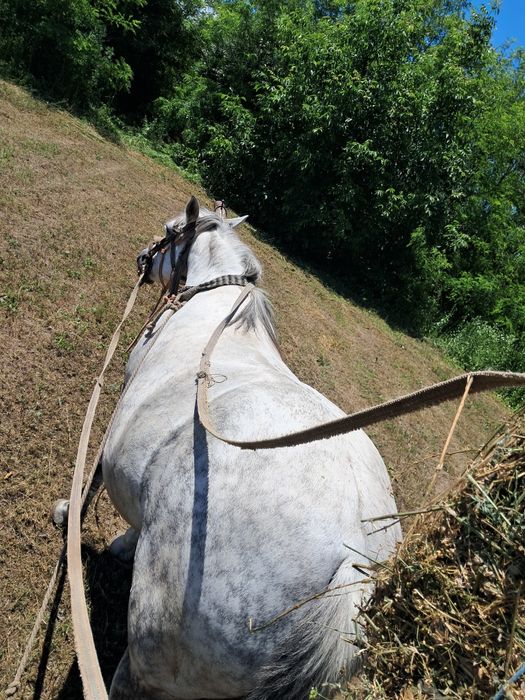 De vânzare cal sur cu picățele