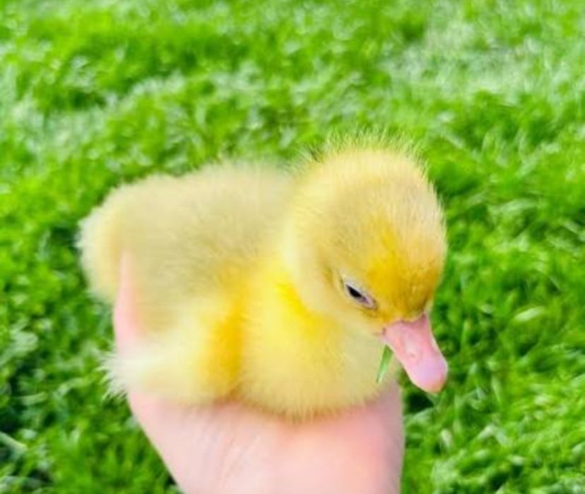 Boboci gasca Chinezească