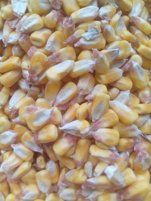 Porumb boabe de vanzare