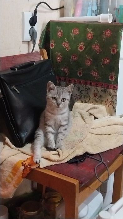Отдам британского котика