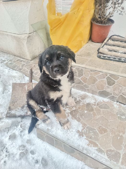 Dau la adoptie căței mici
