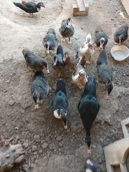 Продам Индоутки 15 штук