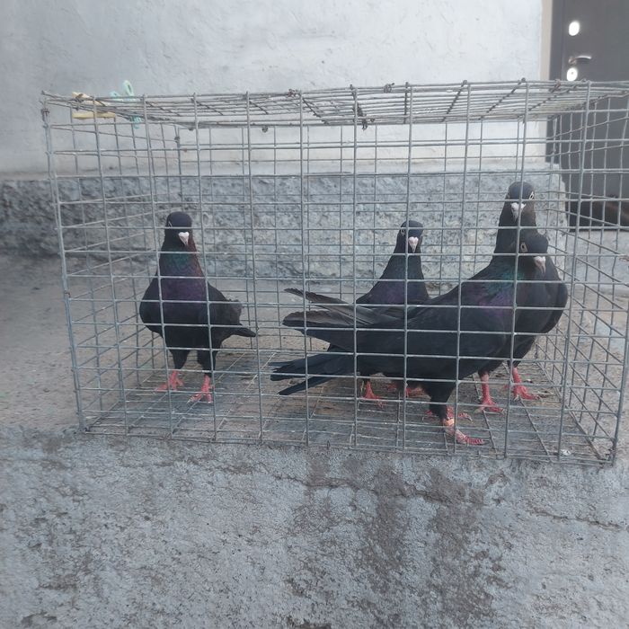 Жук Иран 3 самец 1 самка