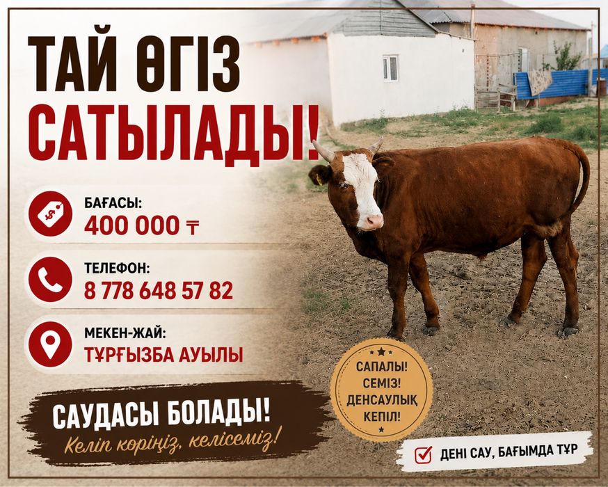 Тай өгіз сатылады