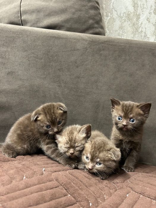 Продам чистокровных британцев