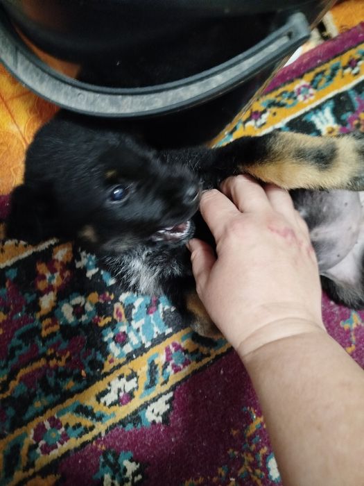 Срочно отдам щенка