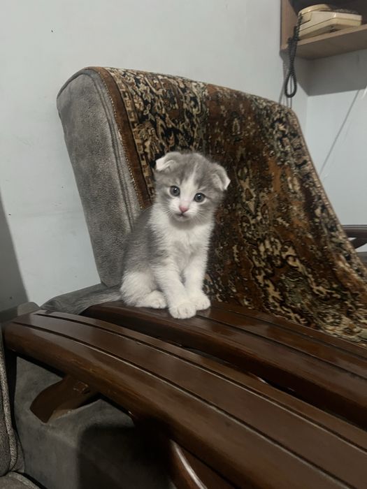 Вислоухие котята