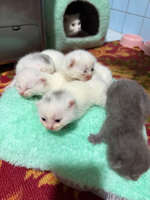 Продается кошечка и 5 котята ,  цена за  всех