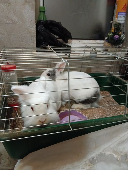 Подарявам 2 зайчета