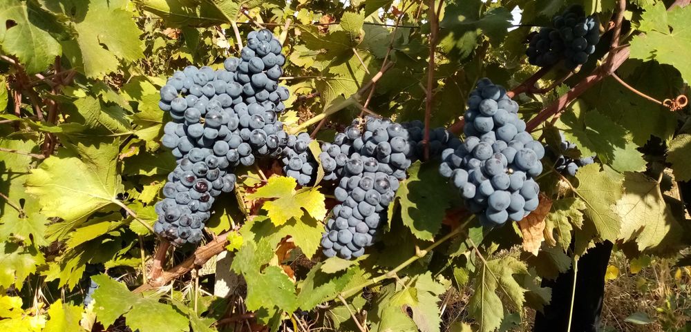 Struguri vin (disponibil + Rezervare), Sahateni, Buzau (Dealu Mare) 3 lei/kg