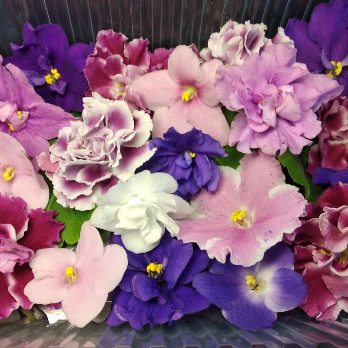 Съедобные  живые цветы