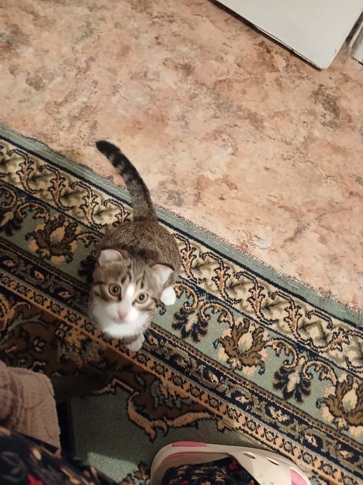 Отдам кошечку молодую