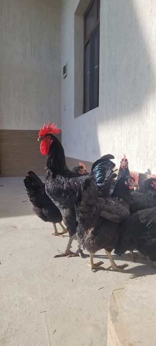 Qora wagzoda tuhum va jojalariga zakaz olamiz Towkentda