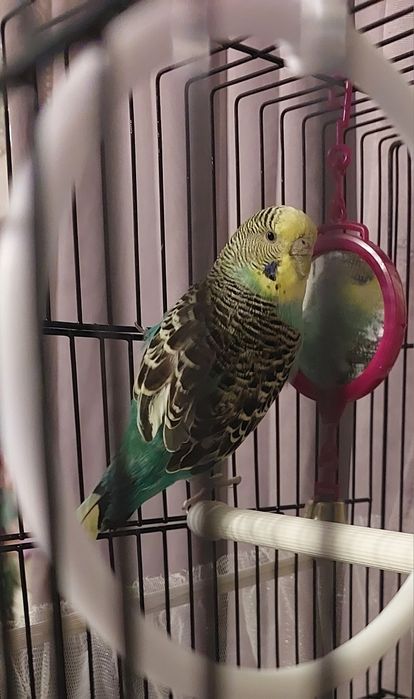 Волнистик-самочка