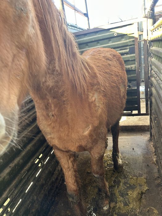 Семыз жылкы сатылады