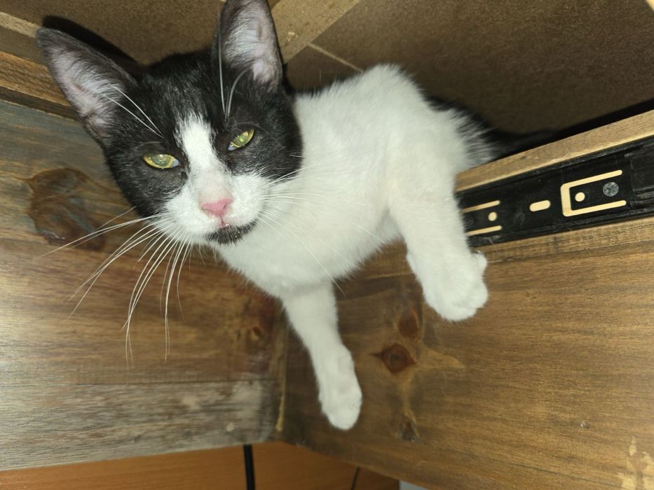 Женско коте на 9 месеца търси дом