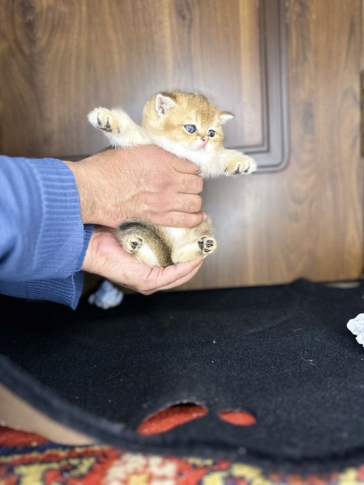 Золотая шиншилла