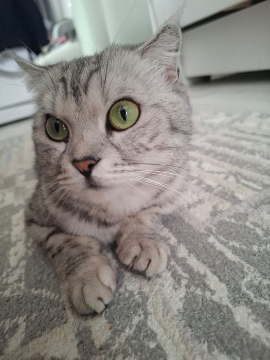 Отдам даром кошку