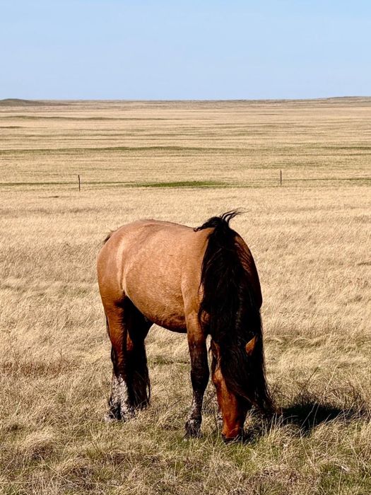 Айгыр сатылады Мугалжар