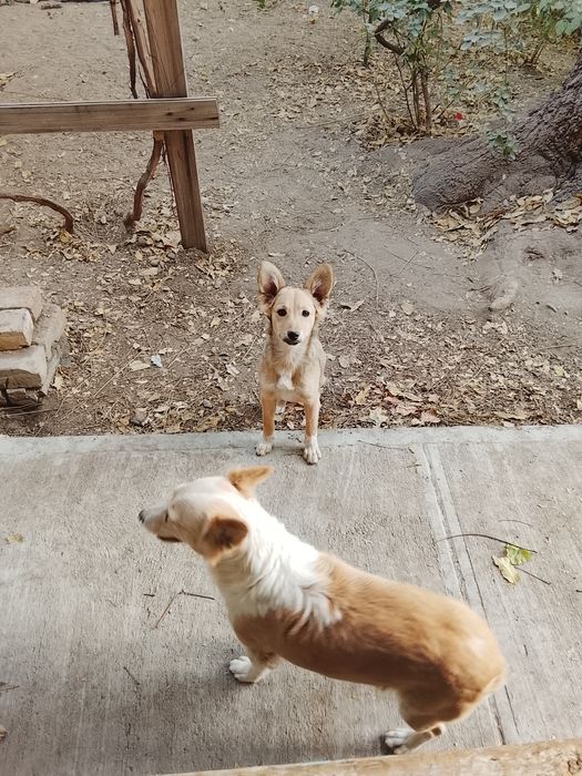 Отдаются щенки , в добрые руки с дальнейшим отслеживанием судьбы .