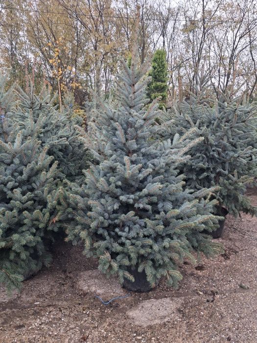 Vând brazi argiti brazi verzi