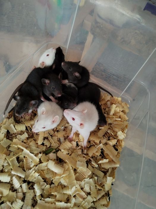 Дамбо крысята разных окрасов