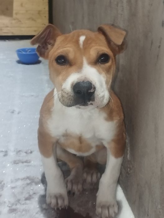 Продам щенок питбуль