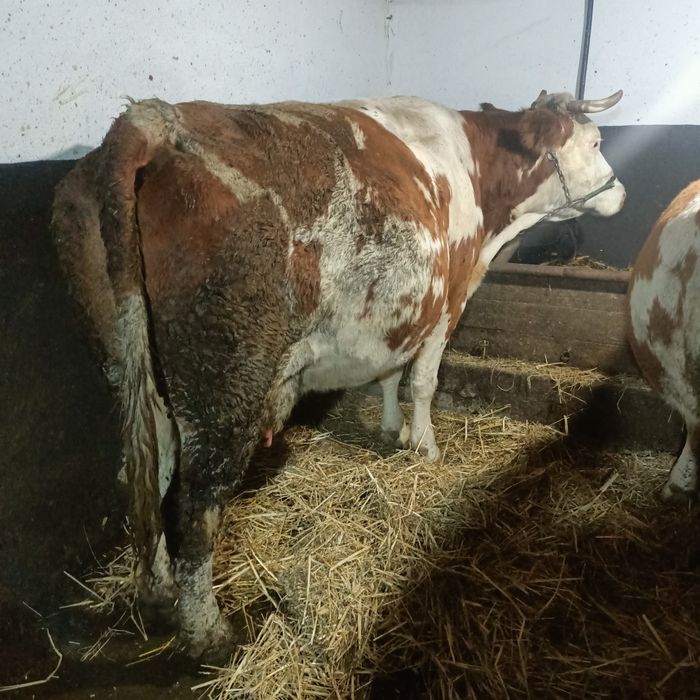 Vaca bălțată de vanzare